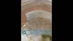 Боверия биологический почвенный инсектицид.