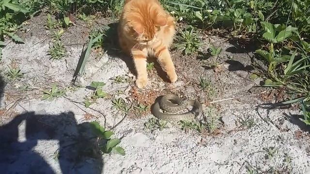 7 Курильский Бобтейл Любовь к ужикам смотреть онлайн