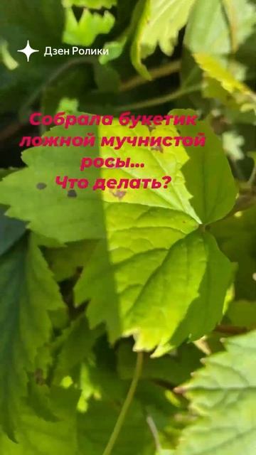 Мучнистая роса на растении, ЧТО ДЕЛАТЬ 🌿 смотреть онлайн