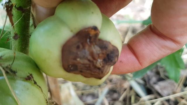 How to prevent and cure TOMATO BLOSSOM END ROT - dark-colored batch at the bottom of the fruit смотреть онлайн