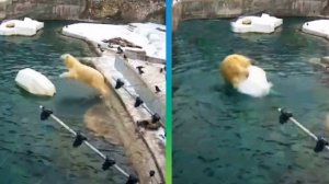 Медведица Айка сделала сальто в Московском зоопарке