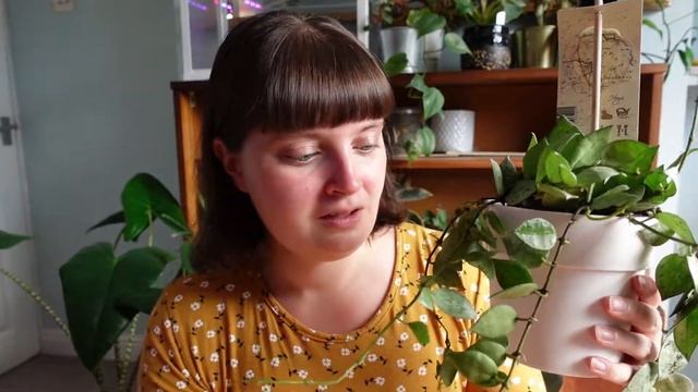 RARE HOYA UNBOXING | houseplant haul of the Hoya Krohiana Super Silver (Eskimo) смотреть онлайн