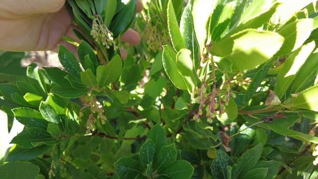 Exoten im Garten 🍍🌴 | Erdbeerbaum - Arbutus unedo - Die zweite Blüte | Gartenschlau.com 🌻 смотреть онлайн