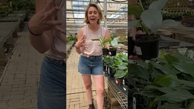 New Houseplant Arrivals смотреть онлайн