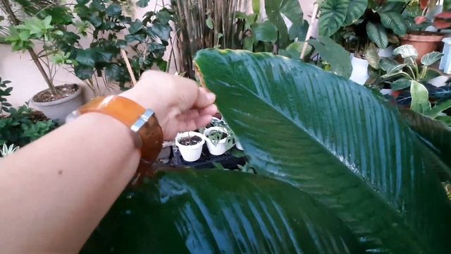 PLANT NAMES, CLASSIFICATIONS, COMMON NAMES AND HOW TO CARE смотреть онлайн