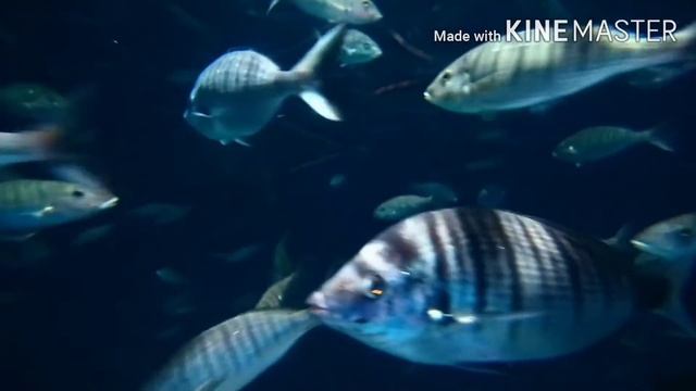 Рыбы / Fishes / Baliqlar смотреть онлайн