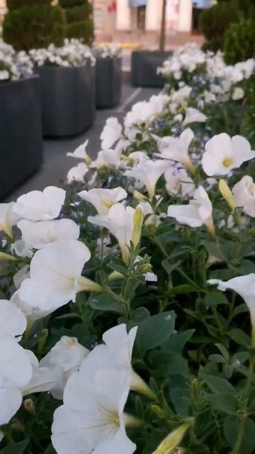 Липовый сад в кадках в центре Санкт-Петербурга 🌳 смотреть онлайн