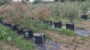 Выращивание голубики в контейнерах. Лучшее предложение.