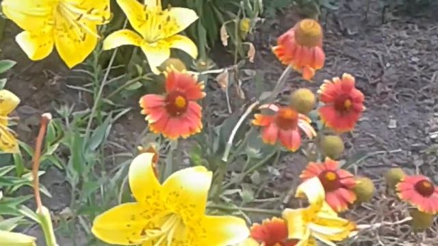 Лилии, которые цветут позже ранних Lilies that bloom later than the early ones смотреть онлайн