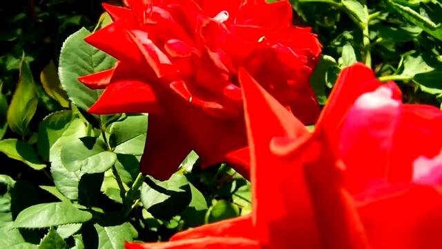 Тест Toshiba Camileo H20