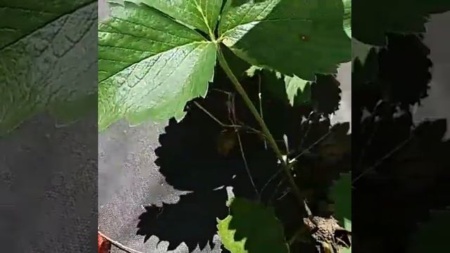 Первый урожай клубники на новой грядке смотреть онлайн