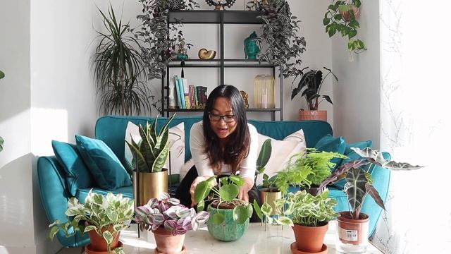 HOUSE PLANT HAUL - LONDON смотреть онлайн