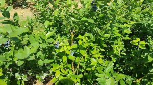 Самый ранний сорт голубики_ Обзор плантации на 30.06.2023