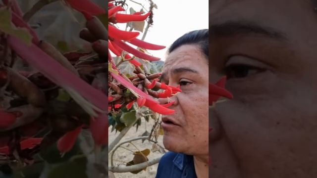 flor de pito machetito смотреть онлайн