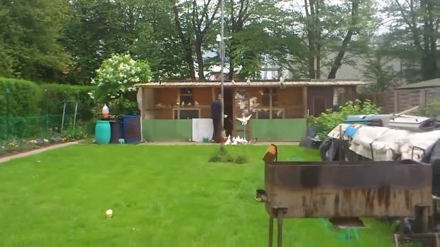 Голуби как гуси! смотреть онлайн