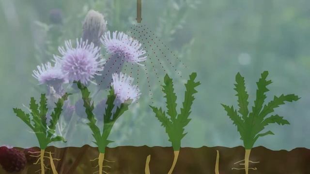 Get control of Canada thistle | Corteva Agriscience Canada смотреть онлайн