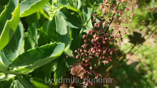 шмель 😍 природа Подмосковья ❤️ 27.07.21 смотреть онлайн