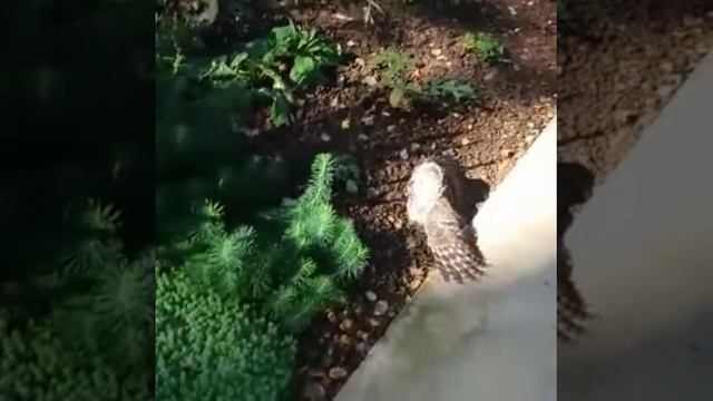 Сова на даче потеряла сознание смотреть онлайн