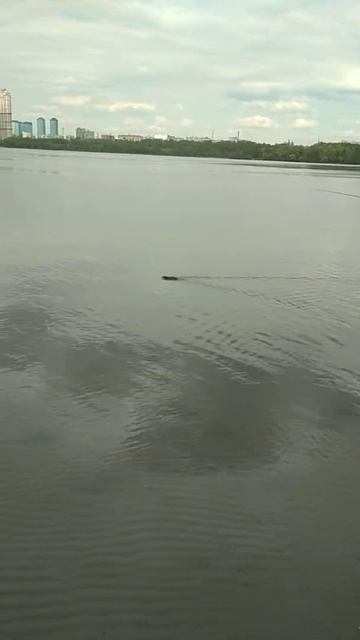 Ондатра в Строгино смотреть онлайн