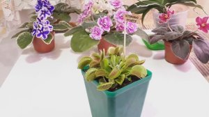 РОСЯНКА! -Венерина мухоловка! Как ухаживать?