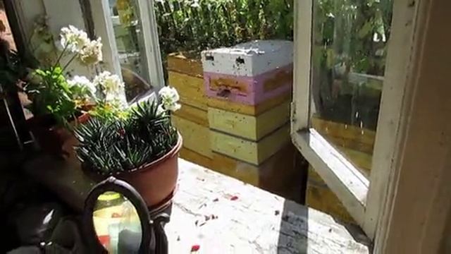 пчеловодство на ячейке 4,9 мм - часть 85 , улей установил у окна дома , 6.09.2024 смотреть онлайн