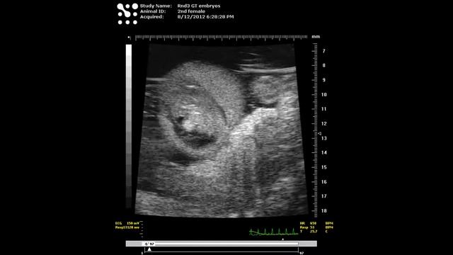 Video S2 Rnd3 null смотреть онлайн