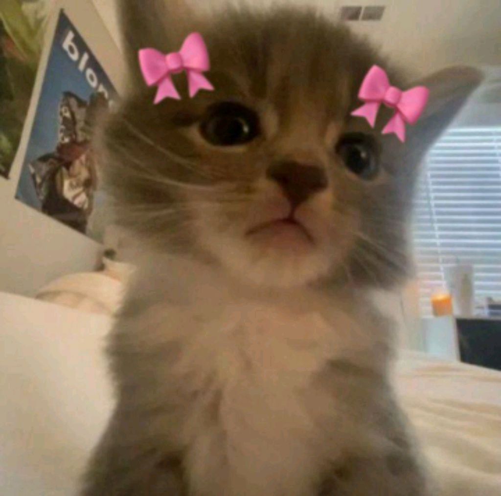 трансляция Вероники плей тиви смотреть онлайн