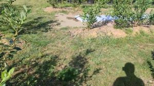 Самый надёжный капельный полив на плантации голубики. Посадка клубники в 30 градусную жару.