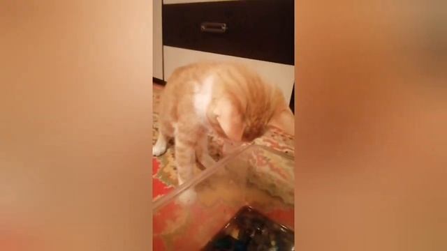 Камыш ходит по суше смотреть онлайн
