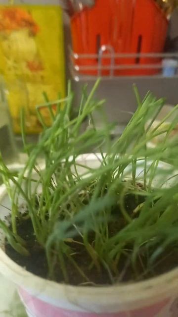 Лук порей Каламбус,Гигант и лук Эксибишен,обрезка пера. смотреть онлайн