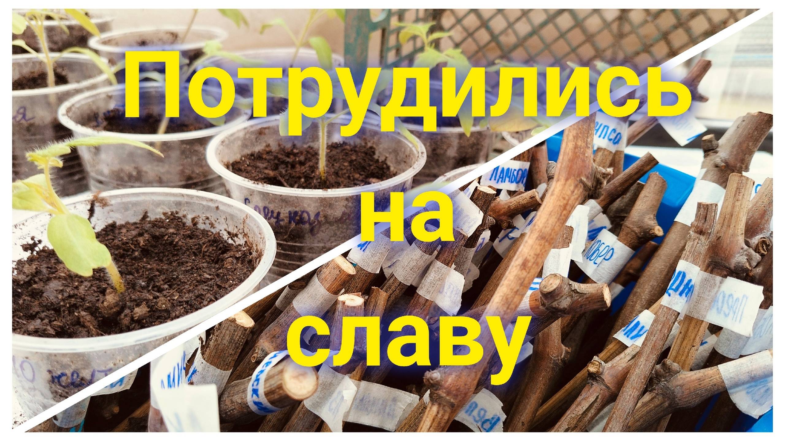 Руководить можно и лёжа.Южный ветер.Лоза и саженцы винограда. смотреть онлайн