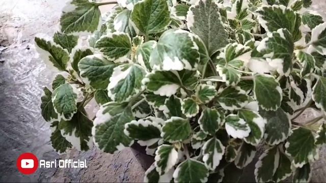 Tanaman Hias Plectranthus forsteri смотреть онлайн