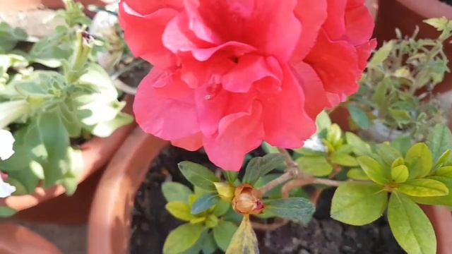 124.घर पर बनाएं पौधों के लिए कैल्शियम तथा पोटासियम खाद /Homemade calcium and potassium fertilizer смотреть онлайн