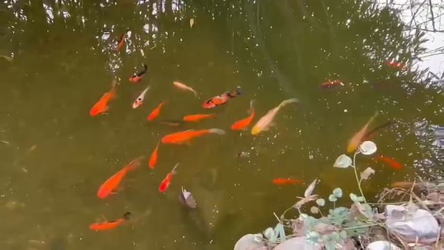 КОИ В МОЁМ ПРУДУ!🐠🐟🐠 смотреть онлайн