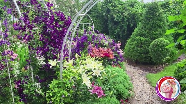 Клематис Жакмана Пурпурея.