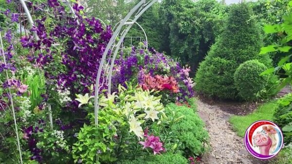 Клематис Жакмана Пурпурея.