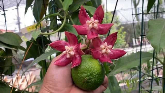 Hoya Imperialis Red
