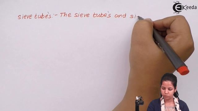 Structure of Phloem - Morphology of Flowering Plants - Biology Class 11 смотреть онлайн