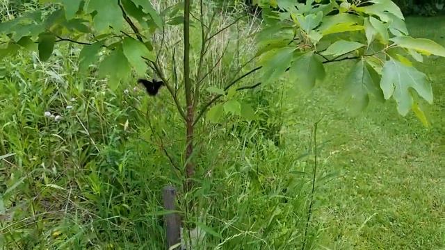 A Promethea Moth on Sassafras смотреть онлайн