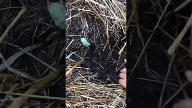 Мой огород после фитофторы на 9 Августа 20 года . смотреть онлайн