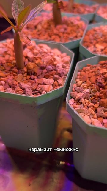 Адениумы из семян - сеянцы смотреть онлайн