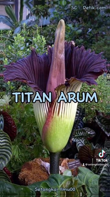 BUNGA TERBESAR DI DUNIA #bungaunik #flowers #setangkaiilmu00 #funfacts смотреть онлайн