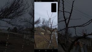 Обрезка черешни онлайн, второй ярус  Ч 2.