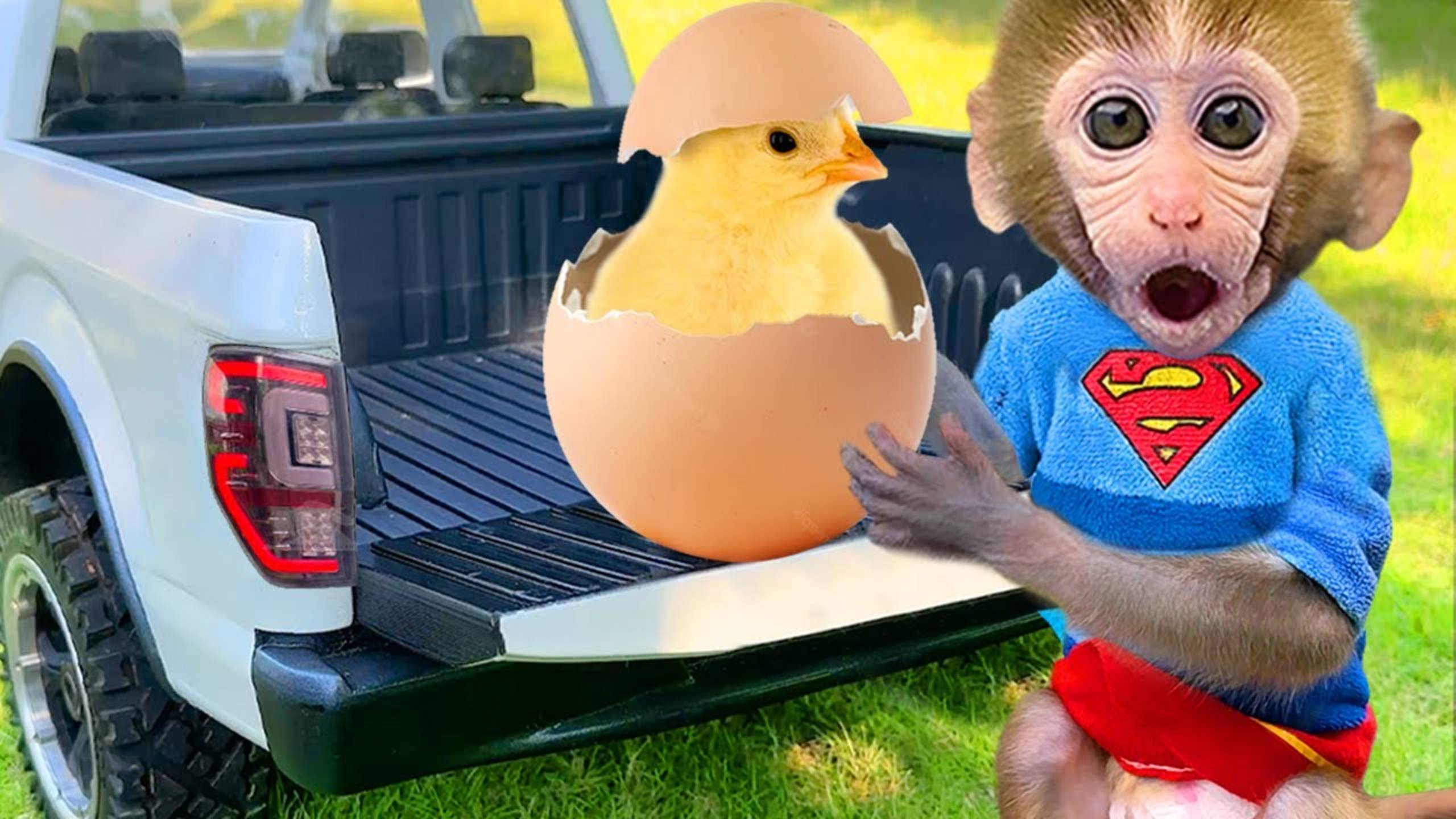 Чичи спасает утенка|Обезьянка Чичи и утята|Малыш Чичи