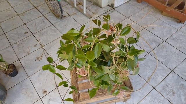 Fases do Desenvolvimento da Hoya Carnosa (A Flor de Cera Mais Cultivada) смотреть онлайн