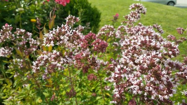 Origanum vulgare смотреть онлайн