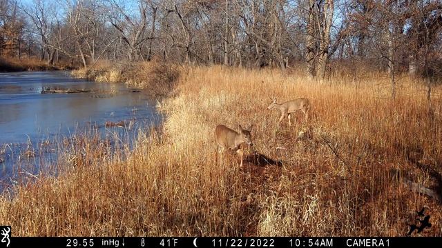 SEQUOIA CREEK, TRAIL CAMERA VIDEO. BIG BUCKS, RUT, CHASE, WATERFOWL, WILDLIFE смотреть онлайн