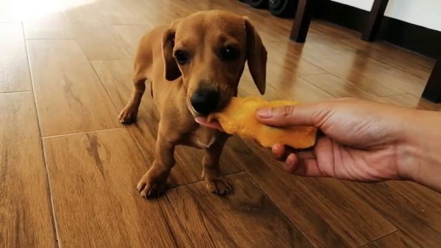 Zoe's favorite fruit | dog eating mango смотреть онлайн