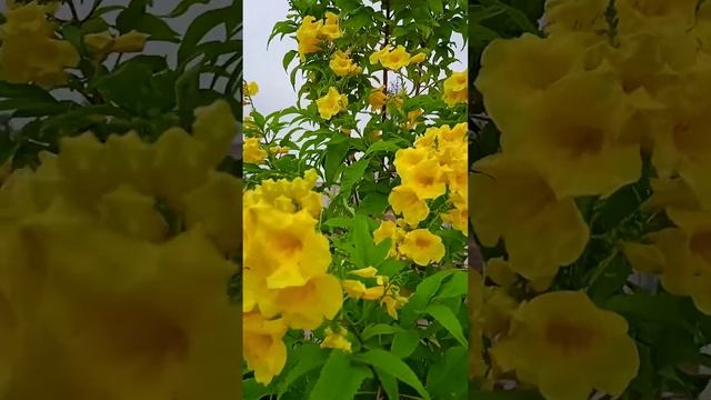 Tecoma Stans | Plant Growth In 2 Years | Gardening With Manoj