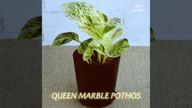 8 Varieties Of Pothos. #pothosplant #indoorplants #moneyplant #lowlightindoorplants #indoorplant смотреть онлайн